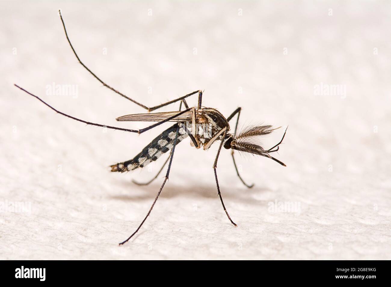 Nahaufnahme Aedes aegypti oder Hausmücke. Stockfoto