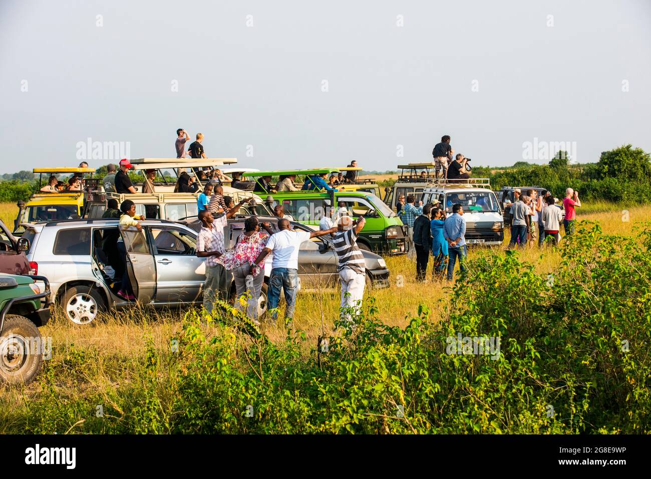 Viele Touristenjeeps beobachten einen Löwen in der Ferne, Queen Elizabeth Nationalpark, Uganda, Afrika Stockfoto