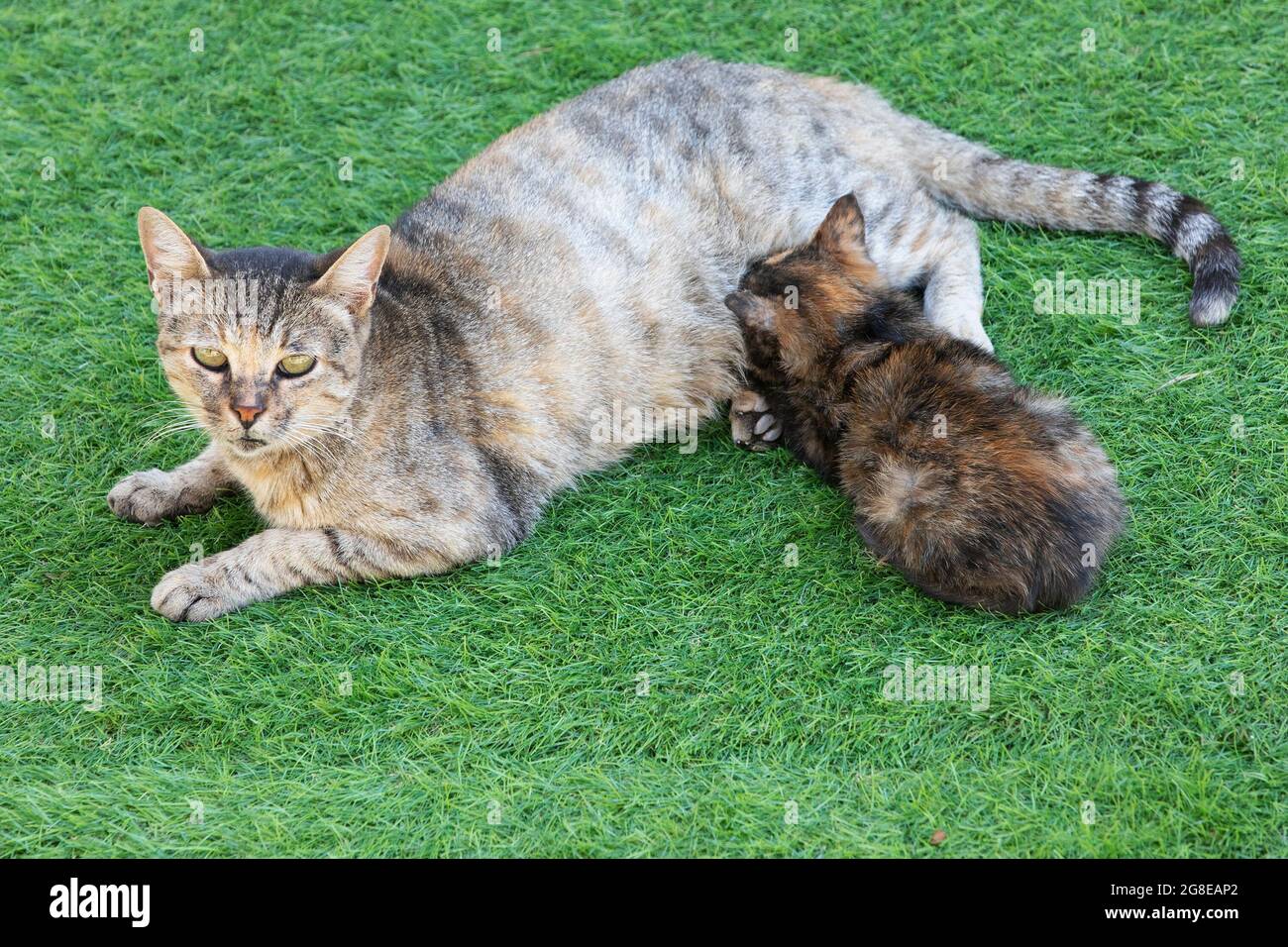 Mutter tabby Katze Pflege ihre Schildkröte Kätzchen im Freien in der Altstadt von Jerusalem Stockfoto