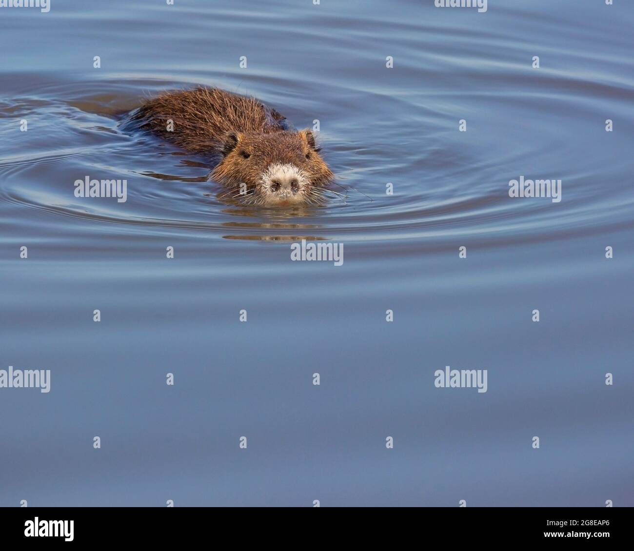 Nutria (Coypu) Schwimmen im See Hula im Agamon Hula Naturpark in Israel. (Myokastor coypus) Stockfoto