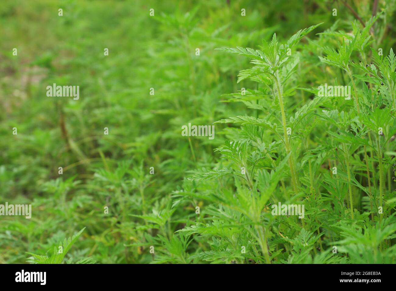 Flauschige Büsche von jungen Ragweed, die entlang der Straße wachsen. Ambrosia Pollen während der Blüte verursacht Allergien. Selektiver Fokus. Stockfoto