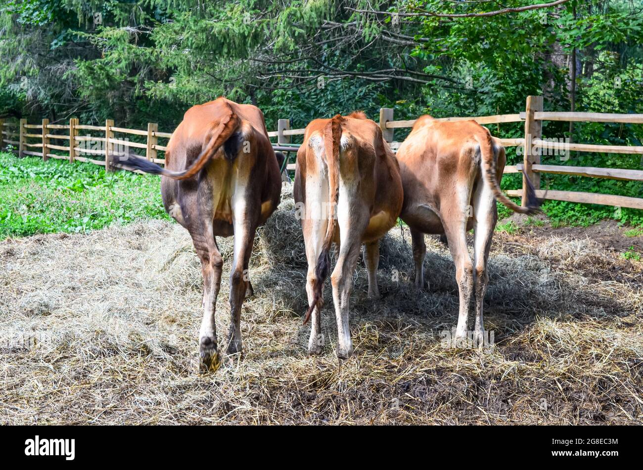 Rückansicht von drei braunen Kühen, die Heu fressen. Speicherplatz kopieren. Stockfoto