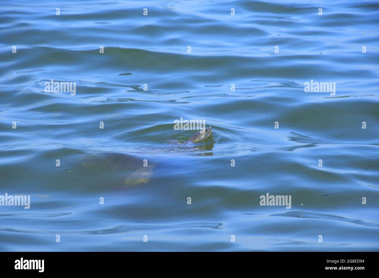 Nahaufnahme der Meeresschildkröte, die auf dem Wasser schwimmt Stockfoto