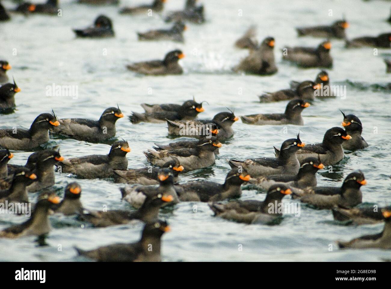 Schar von Auklets auf der Yankicho Insel, Kurilen Inseln, Russische Föderation Stockfoto