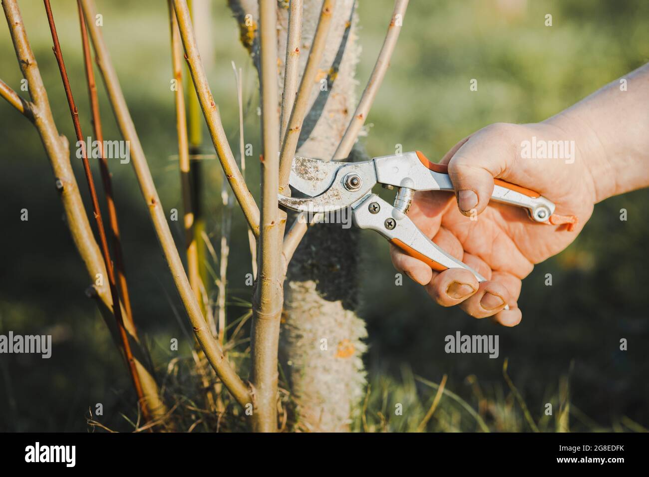 Hände eines Mannes, der einen jungen Baum beschnitt. Ökologie und Gartenkonzept. Reduzierung der globalen Erwärmung. Stockfoto