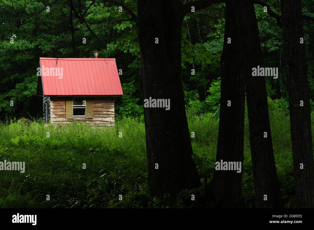 Schattige Bäume ragen vor einer Holzhütte in einem Wald im ländlichen Maine Stockfoto