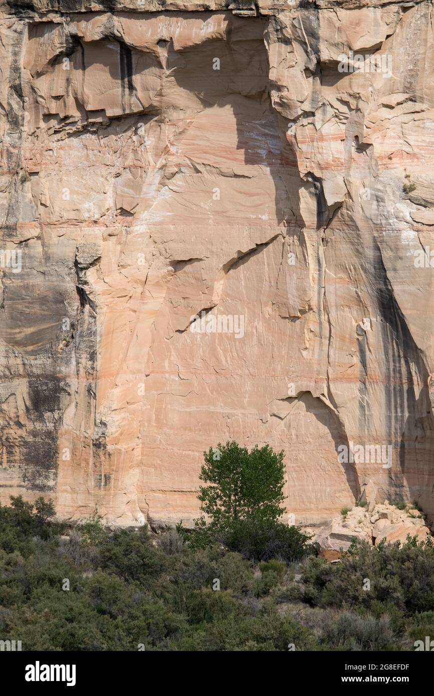 Ein junger Baumwollbaum am Rande des Green River wird von der Klippe dahinter in den Schatten gestellt. Dinosaur National Monument Stockfoto