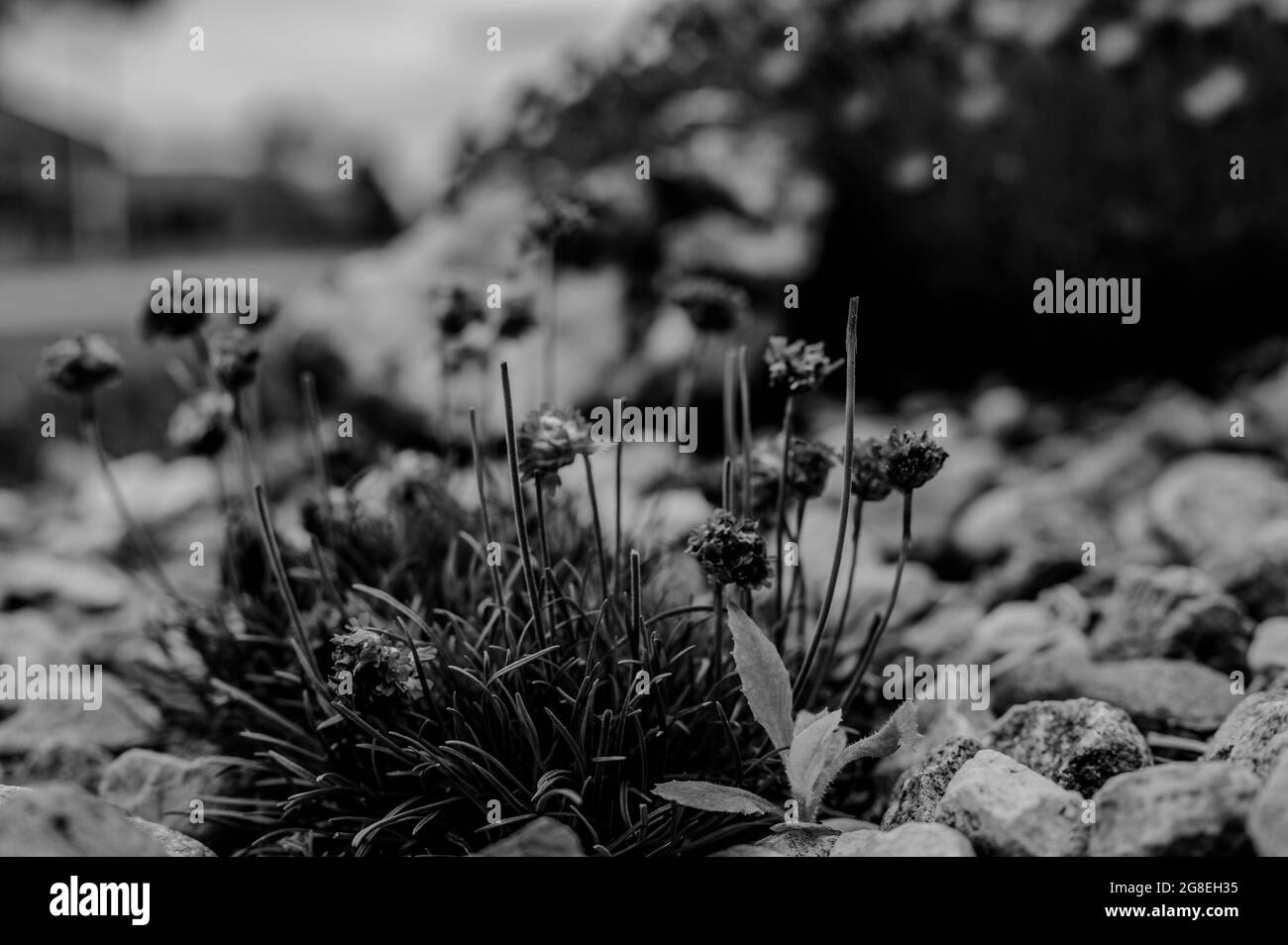 Selektiver Fokus auf ein einzelnes Distelkraut, das sich in einem Fleck dekorativer Blumen versteckt Stockfoto