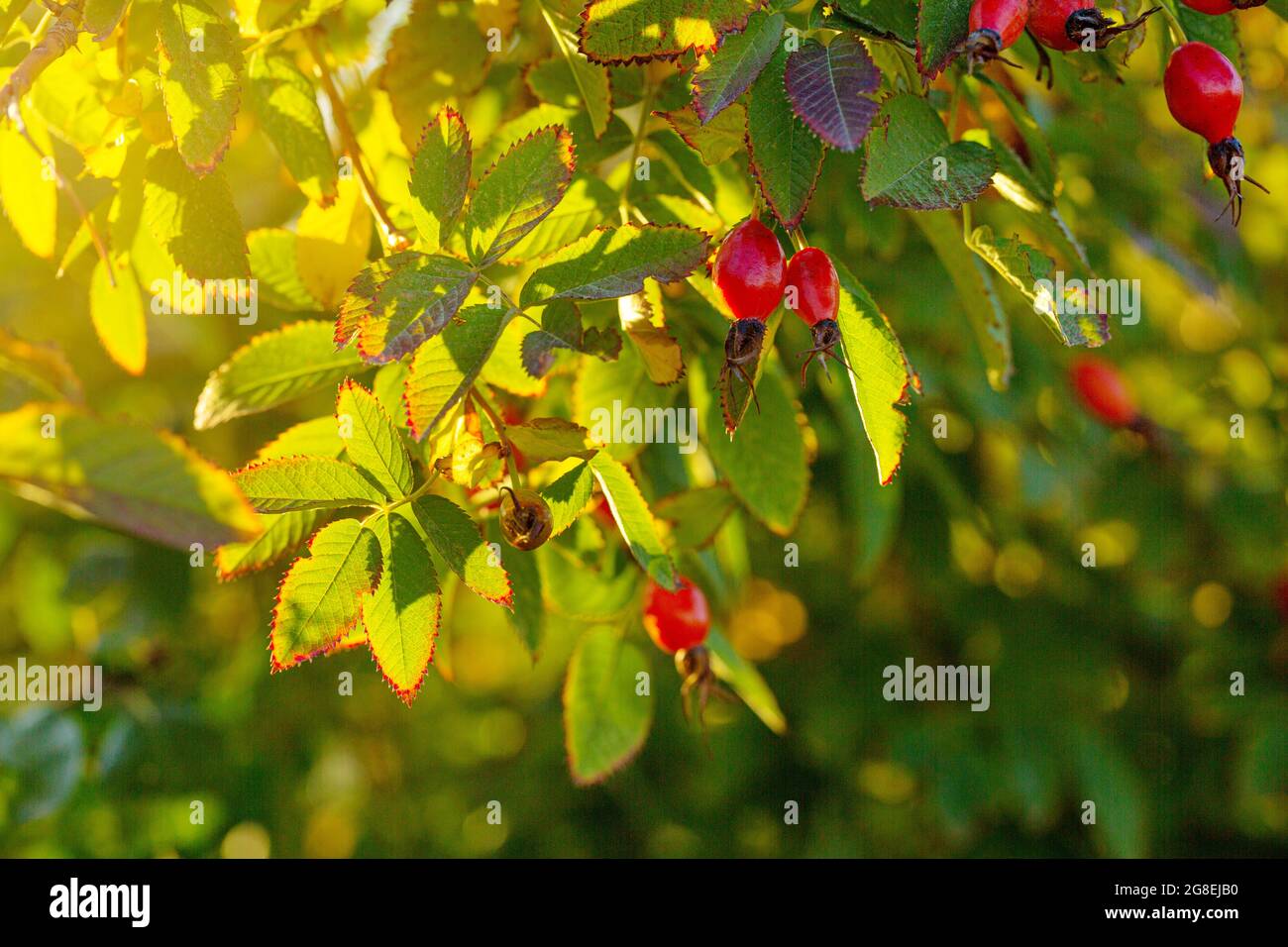 Hagebuttenbeeren auf einem Busch in den Strahlen der Sonne. Typische Herbstszene Stockfoto