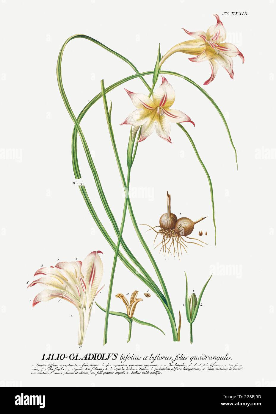 Plantae Selectae: No. 39 &ndash;Lilio Gladiolus oder Schwertlilie von Georg Dionysius Ehret. Original aus dem Cleveland Museum of Art. Digital verbessert Stockfoto