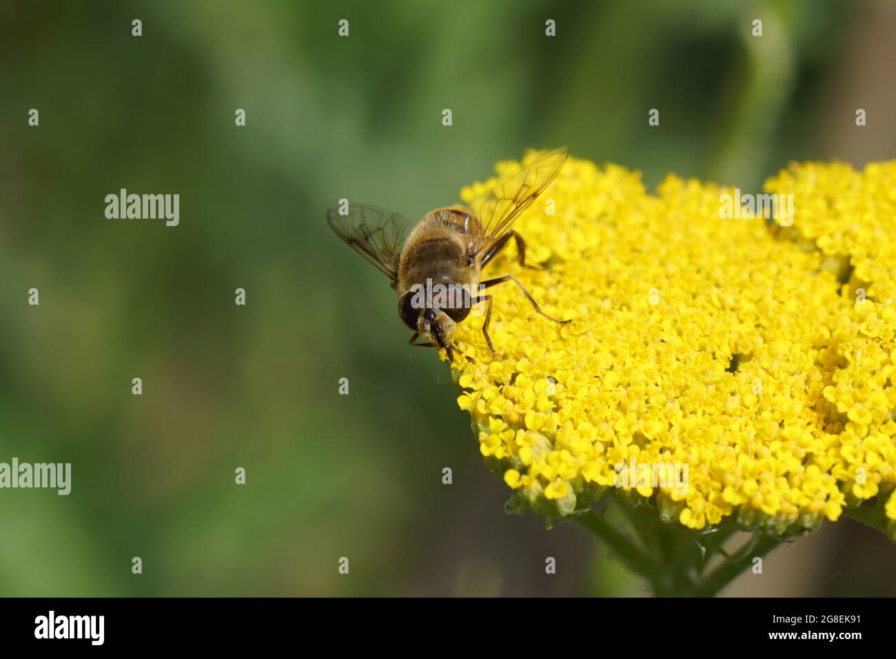 Gewöhnliche Drohnenfliege Eristalis tenax, Familie Syrphidae auf gelben Blüten von Tausendblatt, Schafgarbe (Achillea filipendulina 'Tuch aus Gold'), Asteraceae Stockfoto