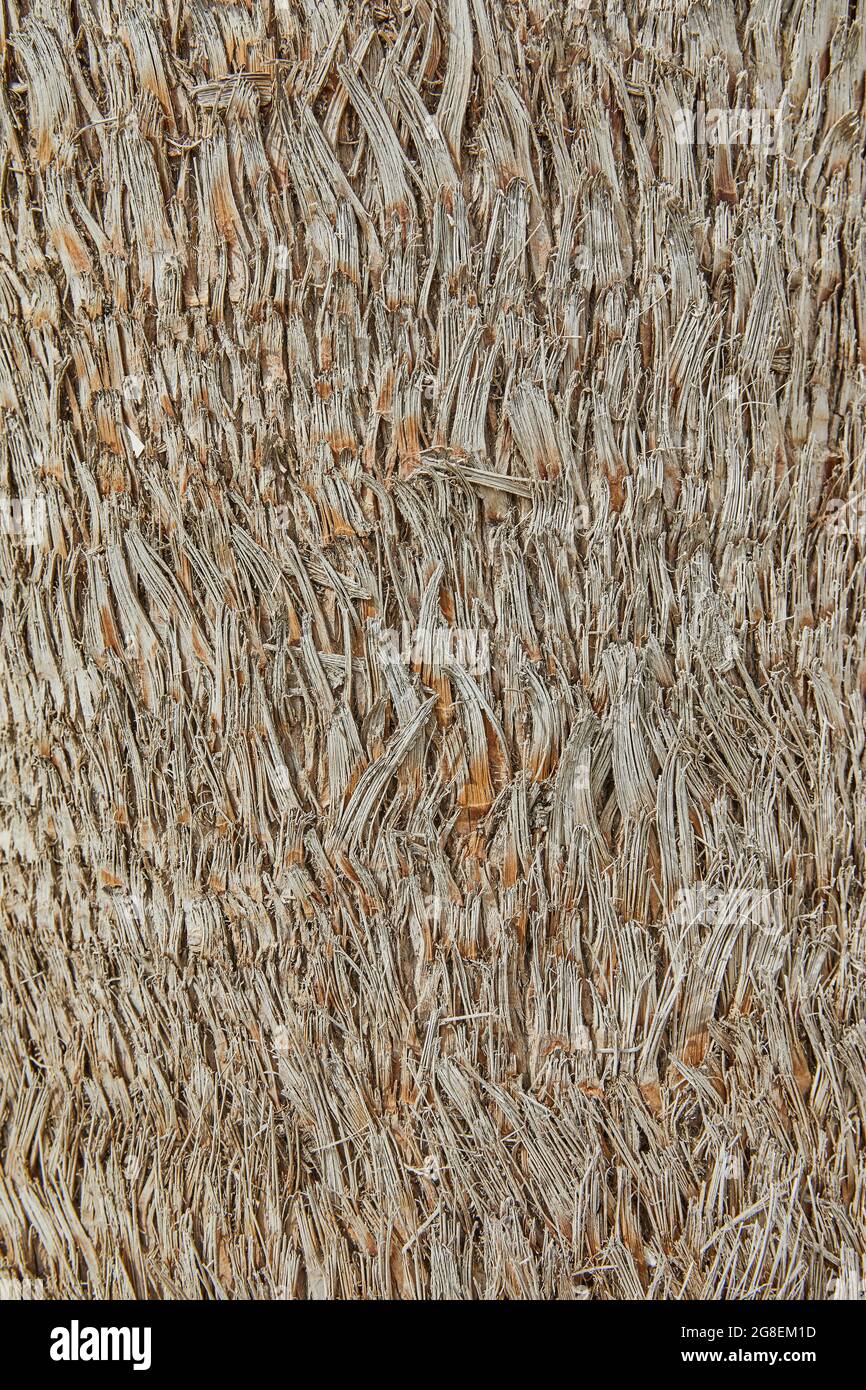 Textur des Baumstamms der Palme, der auf dem Küstenhintergrund wächst Stockfoto