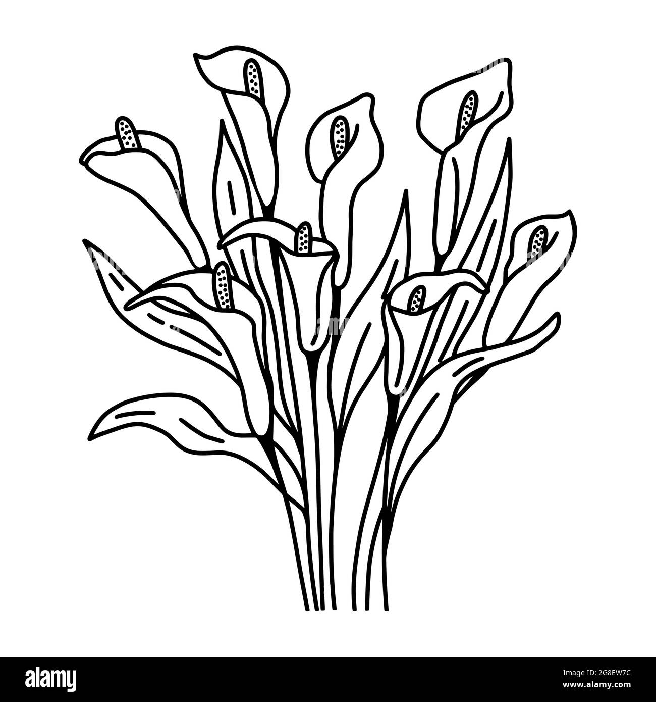 Calla Blumen Bouquet Kontur Linie Zeichnung von Hand, Vektor-Illustration. Zarte, schöne Knospen von Calla-Lilien mit Blättern. Botanisch natürlich floral Stock Vektor