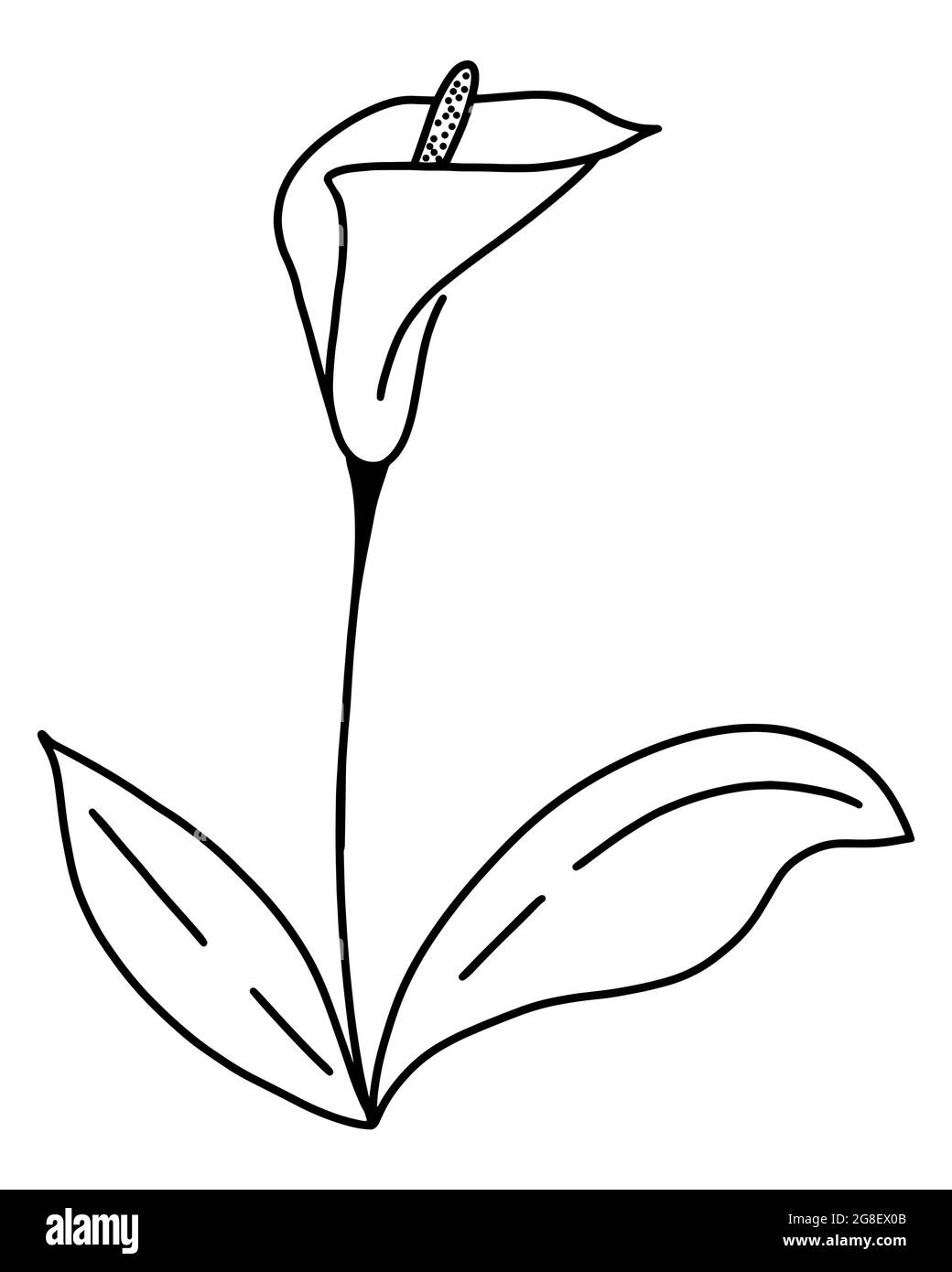 Einzelne Blume Calla Hand Zeichnung Kontur, Vektor. Ilustration der schönen Blume mit ieaves. Silhouette eines botanischen Elements. Stock Vektor