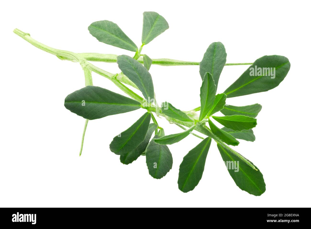 Bockshornklee (Trigonella foenum-graecum, T. caerulea) Pflanze mit Hülsen, isoliert Stockfoto