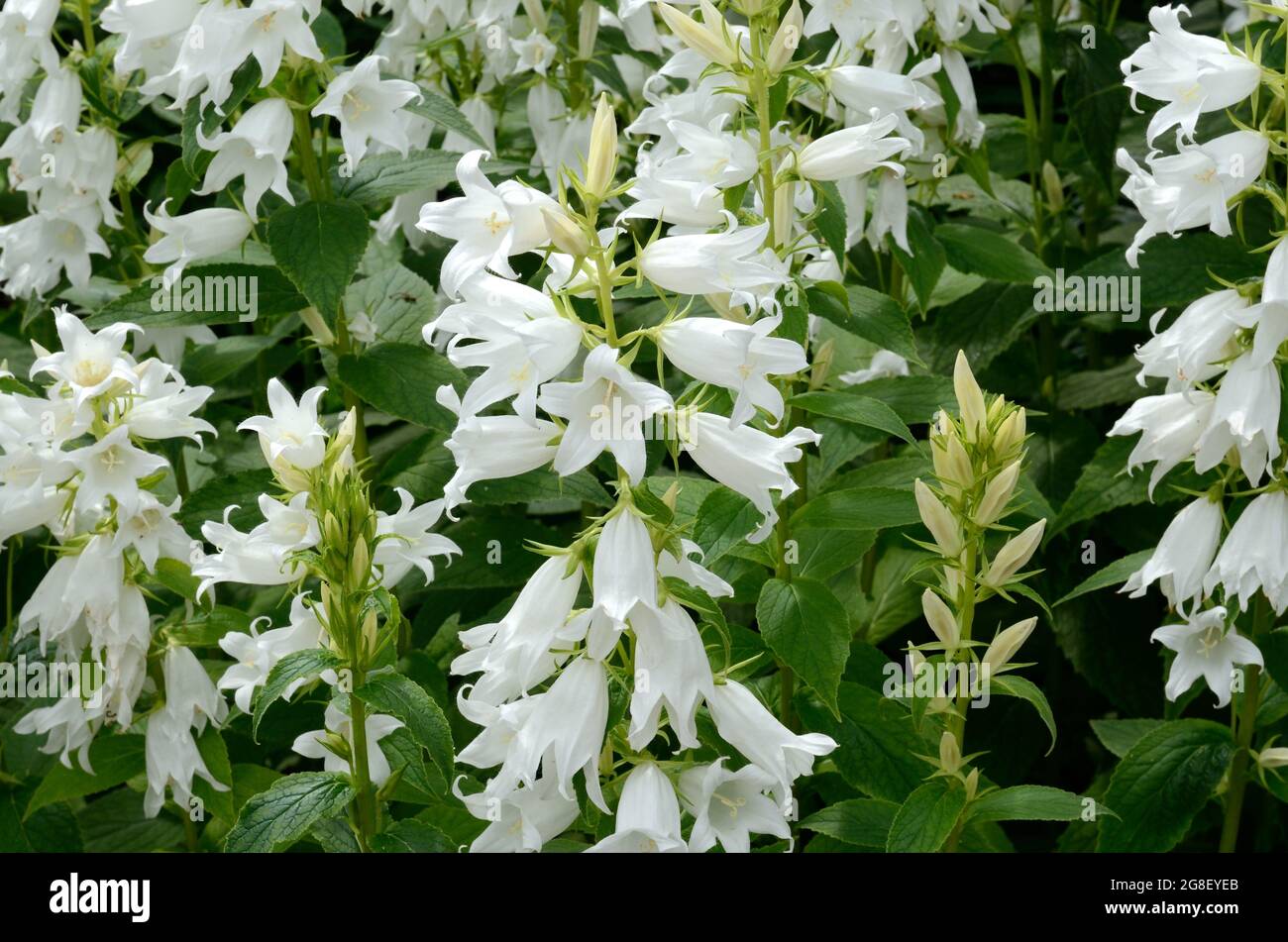 Campanula latifolia var macrantha Alba breitblättrige Glockenblume hohe steife Stiele tragen reine weiße glockenförmige Blüten Stockfoto