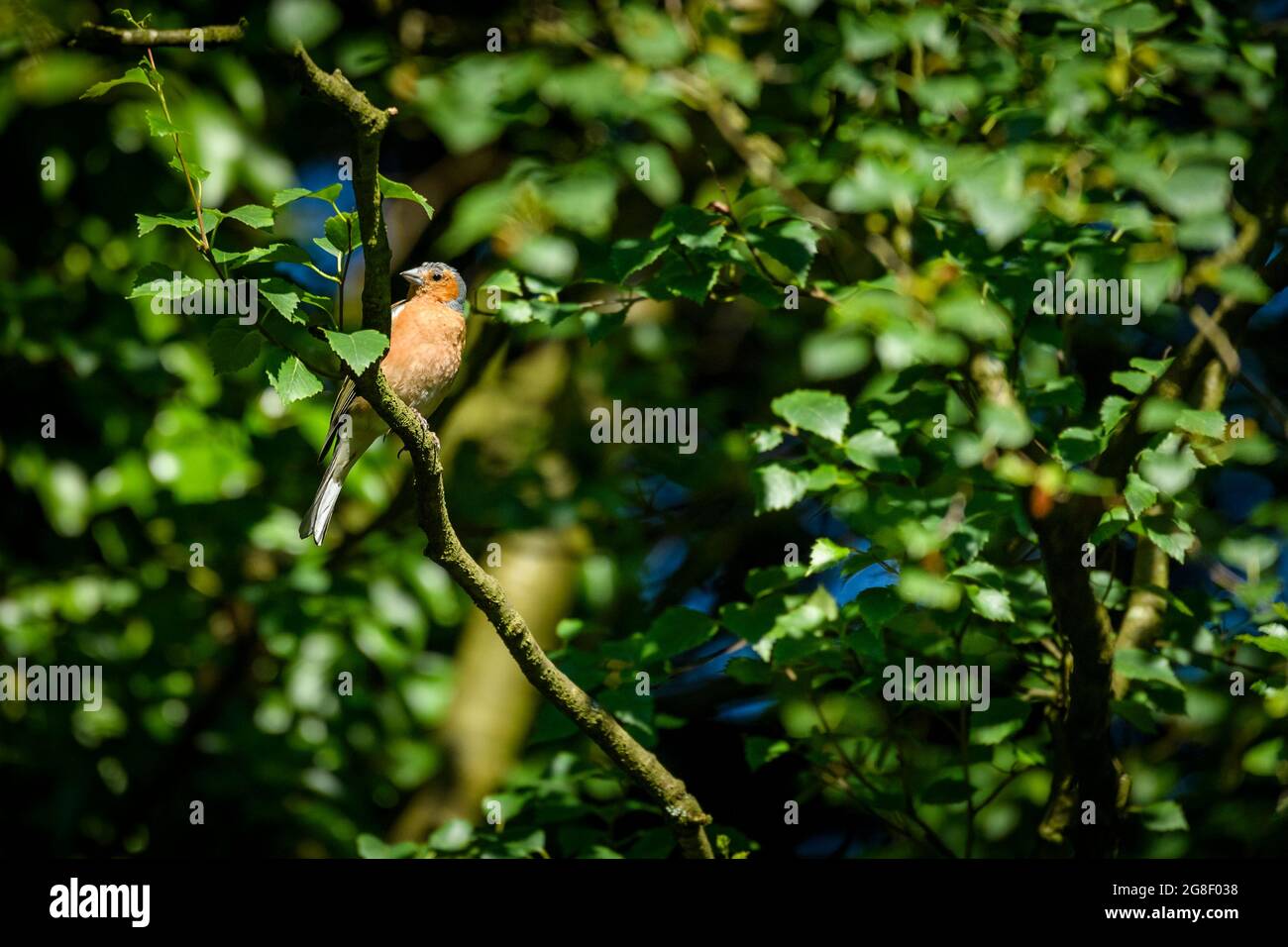 1 kleiner farbenfroher Gartenvögel (männlicher Buchfink), der in Ästen von Bäumen sitzt (grauer Kopf, orange-rote Brust, Schnabel, Schwanz) - Yorkshire, England, VEREINIGTES KÖNIGREICH. Stockfoto