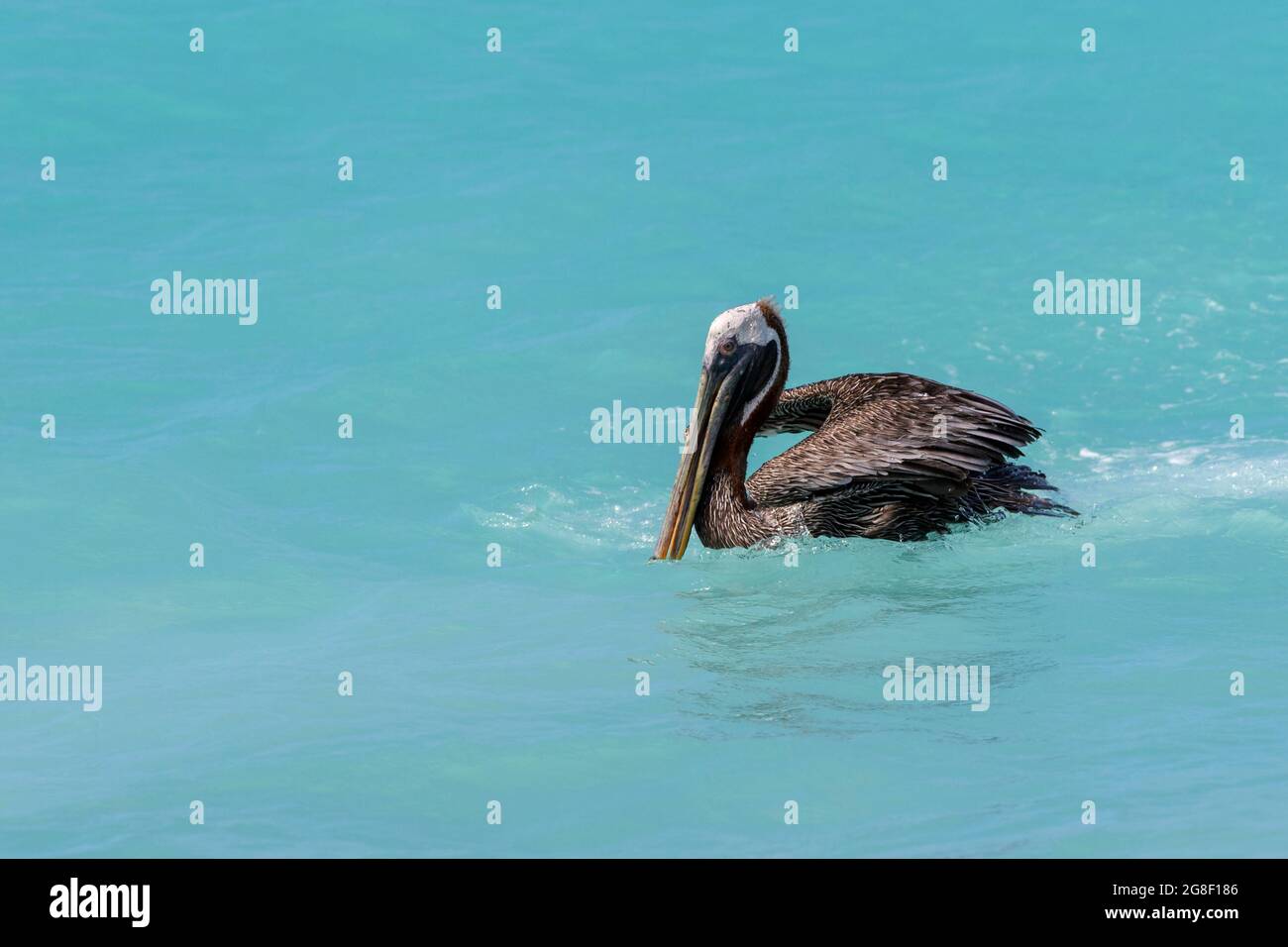 Brauner Pelikan (Pelecanus occidentalis) schwimmt im tropischen farbigen Wasser, Bonaire, niederländische Karibik. Stockfoto