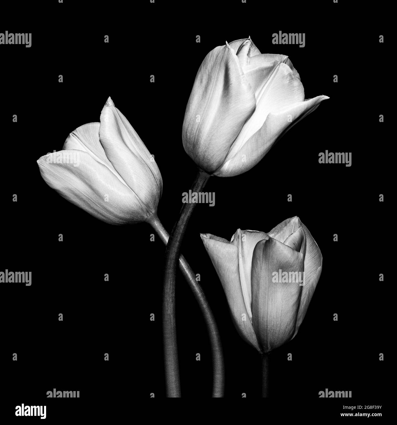 Bildende Kunst monochromes botanisches Porträt von Tulpen Stockfoto