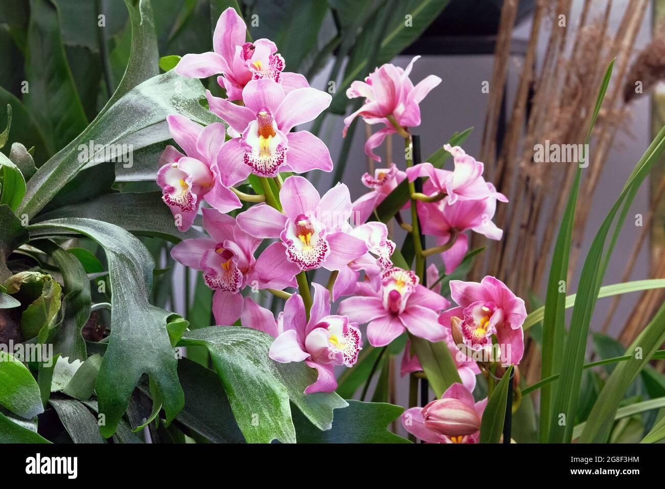 Lila und weiße Orchideen und andere Zimmerpflanzen in Töpfen im Gartenladen. Orchideen im Laden verkauft. Pflanzen von Grün. Stockfoto