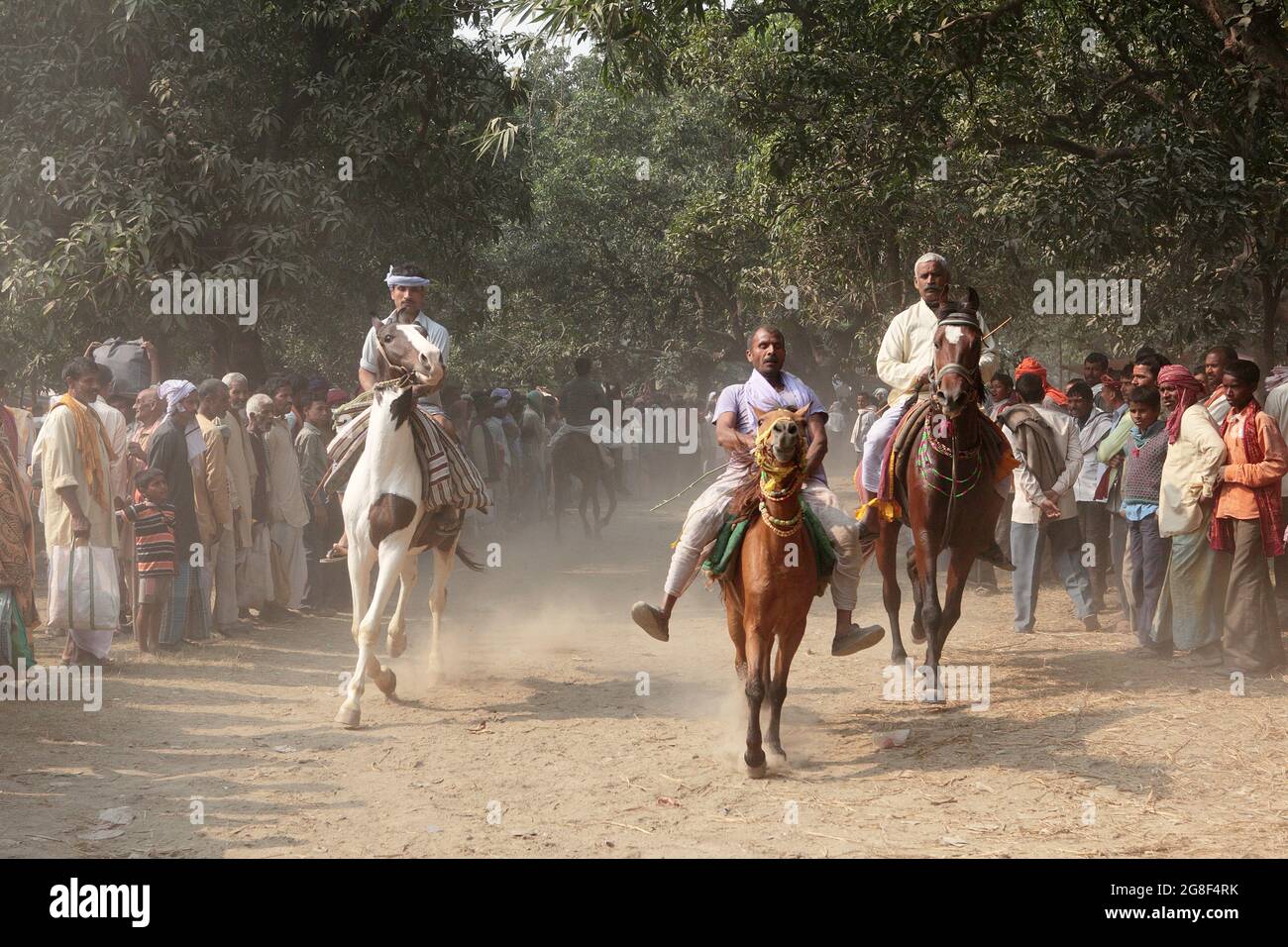Pferde werden auf der Sonpur FAIR, der größten Tierverkaufs-Messe in Asien, zum Verkauf ausgestellt. Die Messe ist mehr als tausend Jahre alt. Stockfoto
