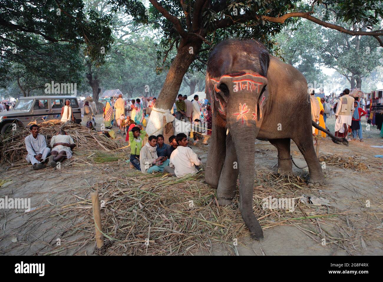 Dekorierte Elefanten werden auf der Sonpur Fair, der größten Tierverkaufmesse in Asien, zum Verkauf ausgestellt. Die Messe ist mehr als tausend Jahre alt. Stockfoto