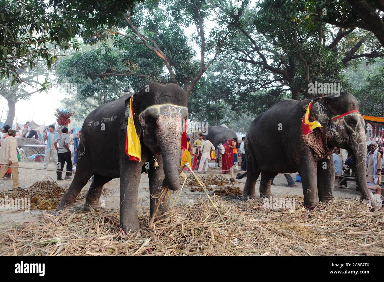 Dekorierte Elefanten werden auf der Sonpur Fair, der größten Tierverkaufmesse in Asien, zum Verkauf ausgestellt. Die Messe ist mehr als tausend Jahre alt. Stockfoto