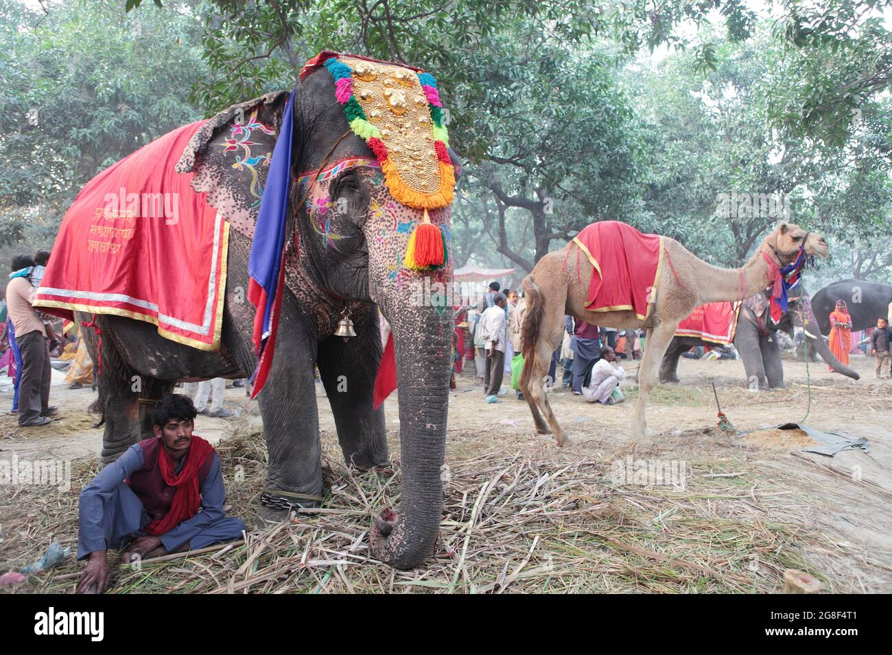 Dekorierte Elefanten werden auf der Sonpur Fair, der größten Tierverkaufmesse in Asien, zum Verkauf ausgestellt. Die Messe ist mehr als tausend Jahre alt. Stockfoto