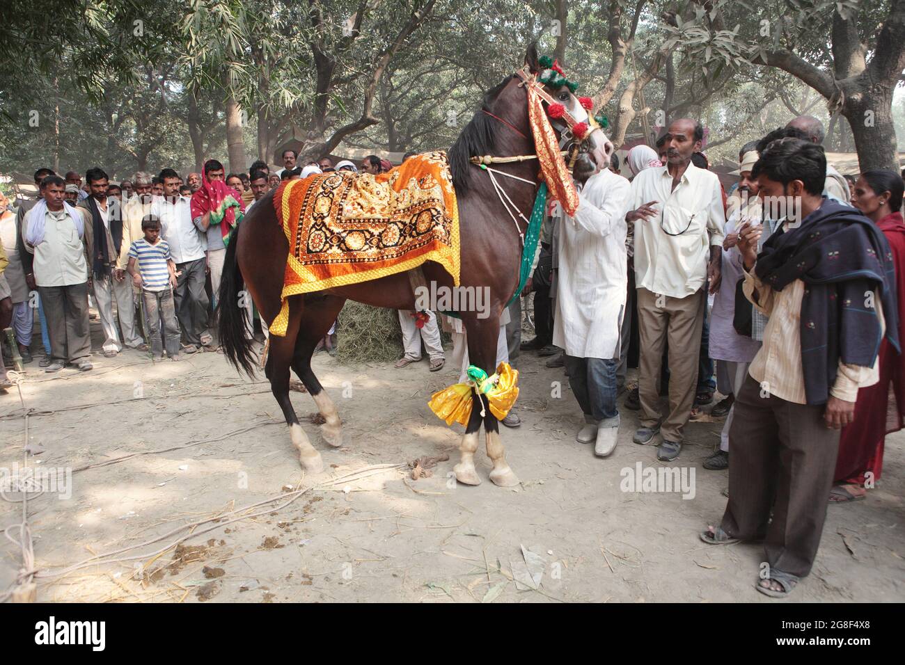 Pferde werden auf der Sonpur FAIR, der größten Tierverkaufs-Messe in Asien, zum Verkauf ausgestellt. Die Messe ist mehr als tausend Jahre alt. Stockfoto