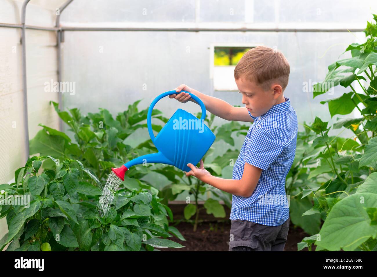 Ein Junge im Vorschulalter mit einer ordentlichen Frisur in einem blauen Hemd, das Gurken- und Tomatenpflanzen in einem Gewächshaus wässert. Selektiver Fokus. Hochformat Stockfoto
