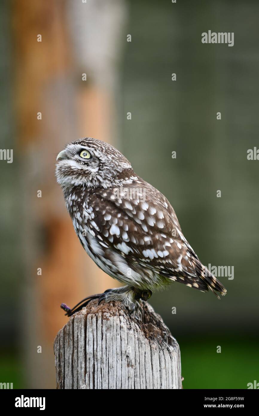 Eine kleine Eule in Gefangenschaft, die nach oben schaute, thronte auf einem Holzstumpf. Stockfoto
