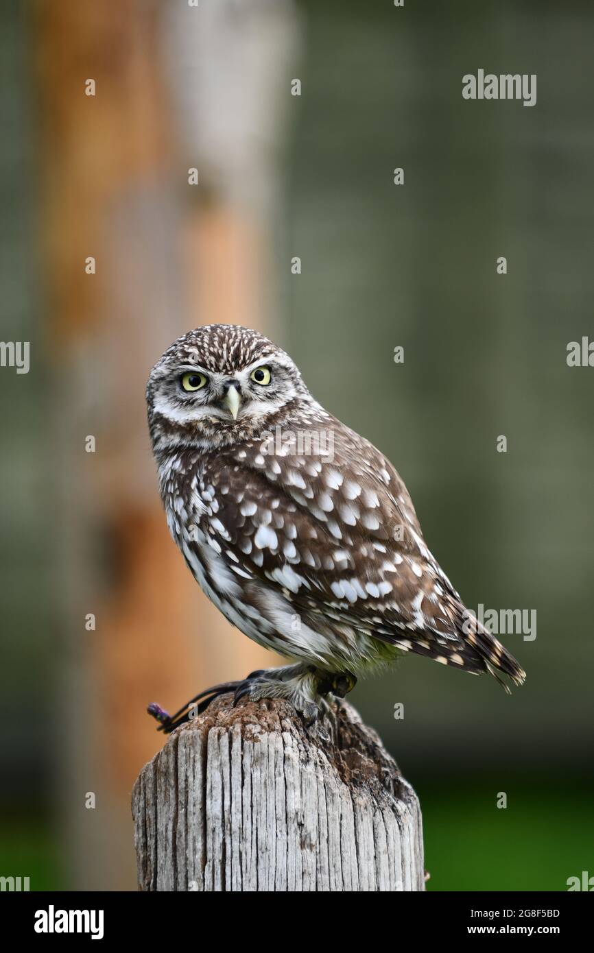 Eine kleine Eule in Gefangenschaft, die auf die Kamera schaute, die auf einem Holzstumpf thronte. Stockfoto