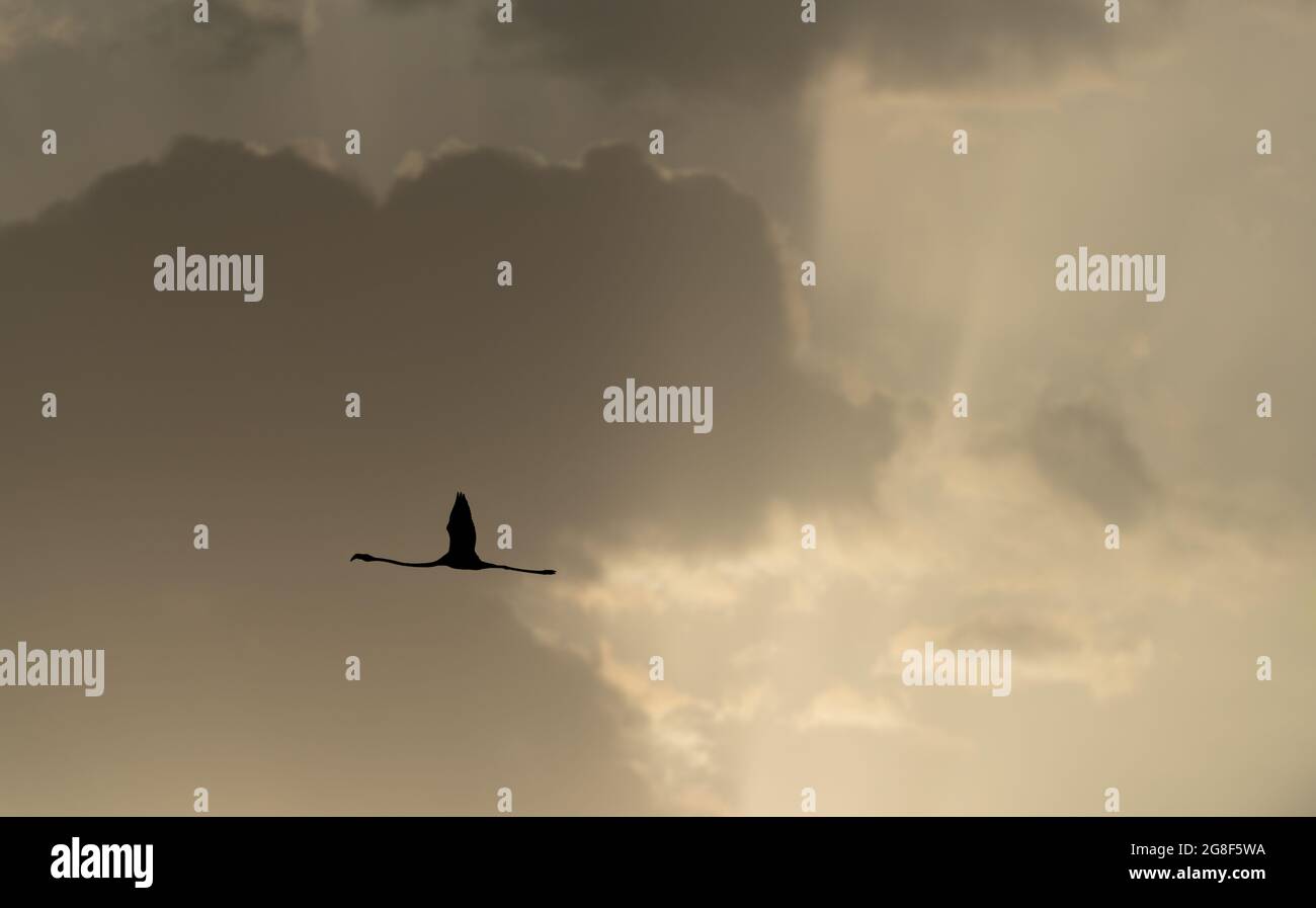 Flamingo dunkle Silhouette gegen die Wolken mit Textraum Stockfoto