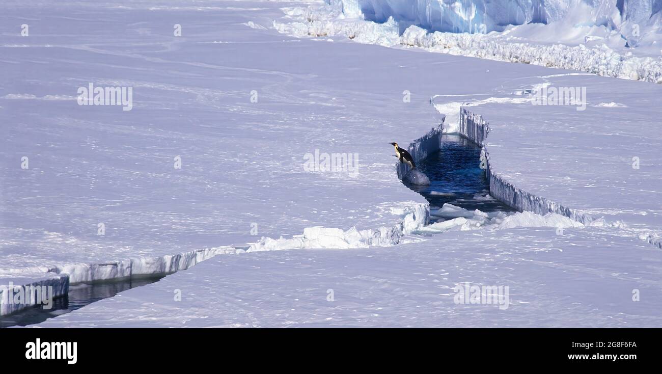 Kaiserpinguin springt aus dem Wasser, Riiser-Larsen-Schelfeis, Queen Maud Land Coast, Weddellmeer, Antarktis Stockfoto