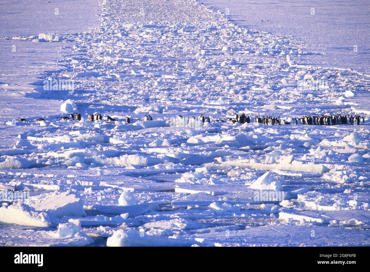 Kaiserpinguine (Aptenodytes forsteri) auf der Eisscholle, dem Riiser-Larsen-Schelfeis, der Küste des Queen Maud-Landes, dem Weddellmeer und der Antarktis Stockfoto