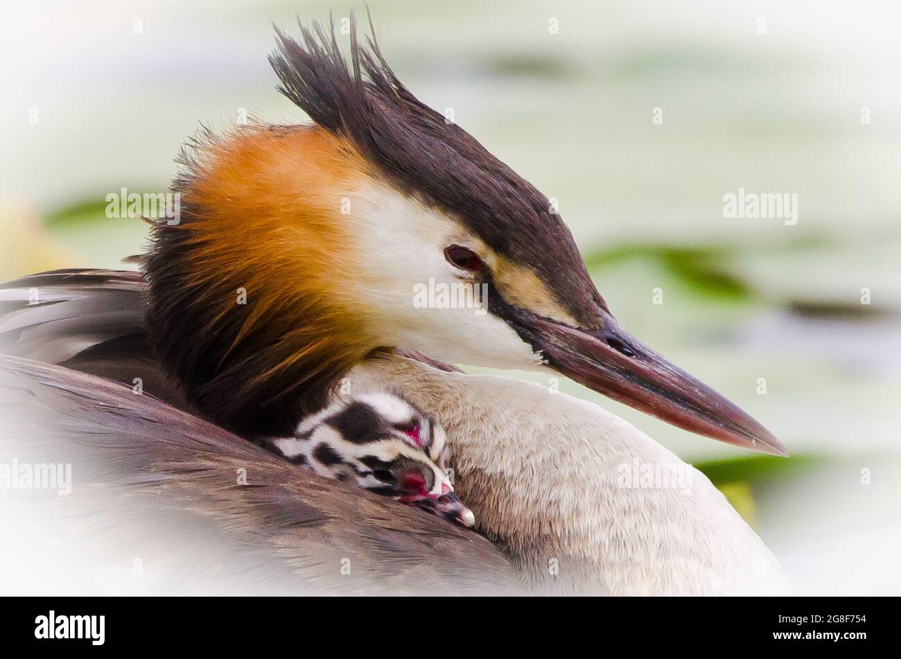 Ein wunderschöner Haubentaucher, der einen kleinen Jungling trägt Stockfoto