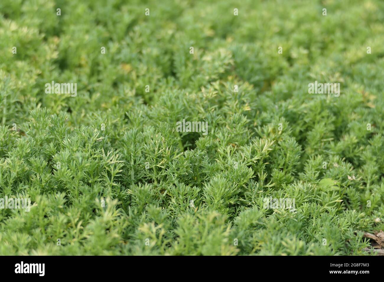 Nahaufnahme eines Kamillenrasen. Chamaemelum nobile „Treneague“. Zart aussehendes, aber robustes Grün mit einem wunderbaren Duft. Stockfoto