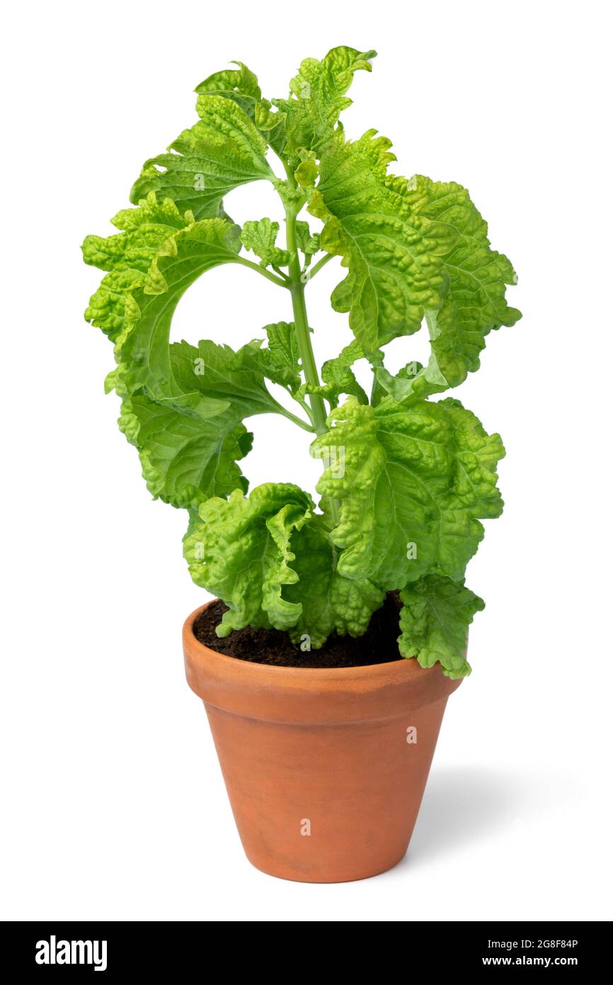 Keramik-Pflanztopf mit Bio-Basilikum Green Rüschen Pflanze isoliert auf weißem Hintergrund Stockfoto