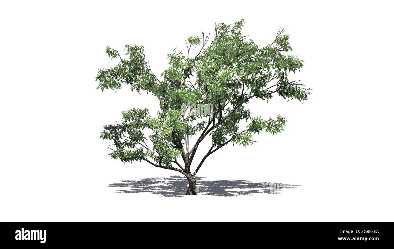 Haken Thorn Baum mit Blumen und Schatten auf dem Boden - isoliert auf weißem Hintergrund - 3D-Illustration Stockfoto