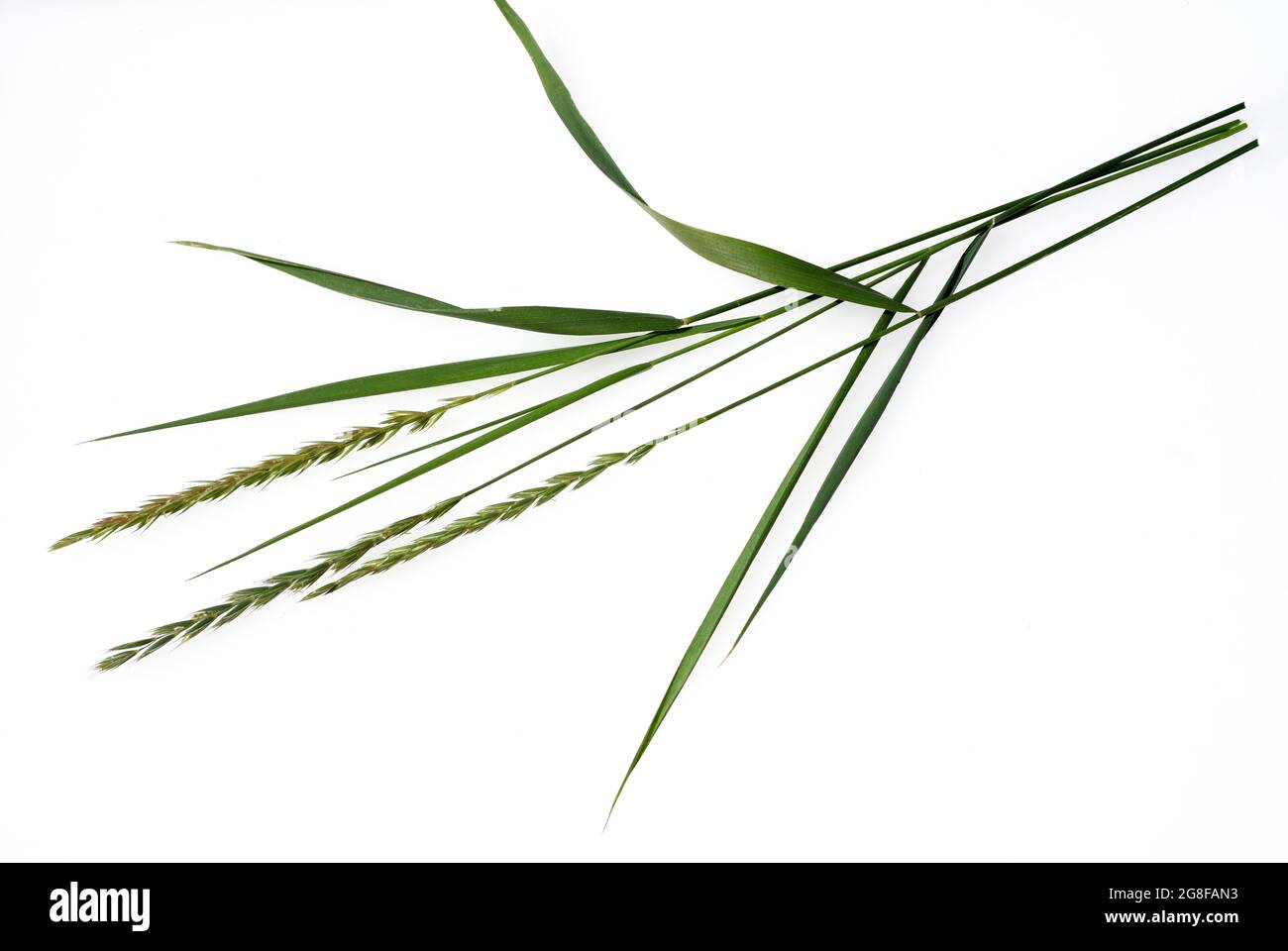 Quecke, Agropyron repens ist eine wichtige Heil- und Arzneipflanze. Quecke ist ein Gras und Unkraut. Couch, Agropyron repens, ist ein wichtiges Medikament Stockfoto