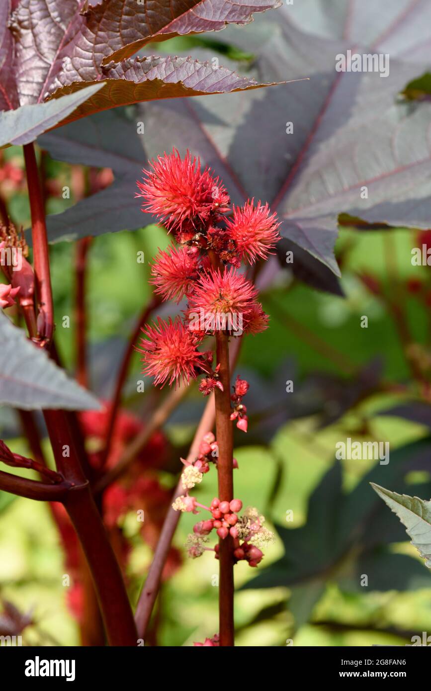 Rizinus, Ricinus Communis ist eine Gift- und Heilpflanze mit roten Bluten  und giftigen Bohnen. Rizinusöl, Ricinus communis, ist ein giftiges und medi  Stockfotografie - Alamy