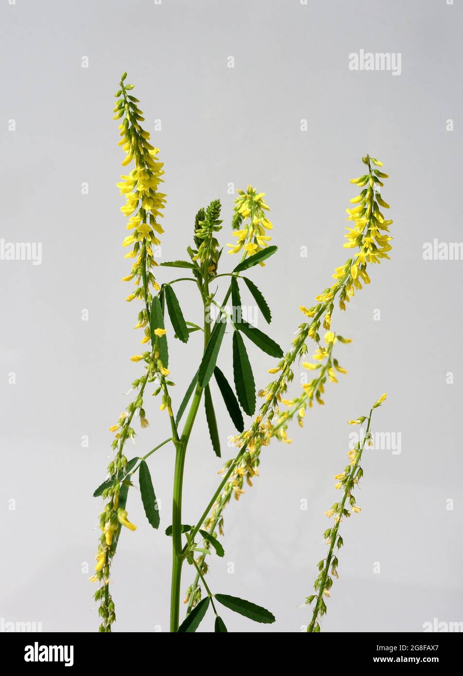 Steinklee, Melilotus officinalis, ist eine wichtige Heil- und Medizinalpflanze und mit weissen oder gelben Bluten. Süßes Klee, Melilotus officinal Stockfoto