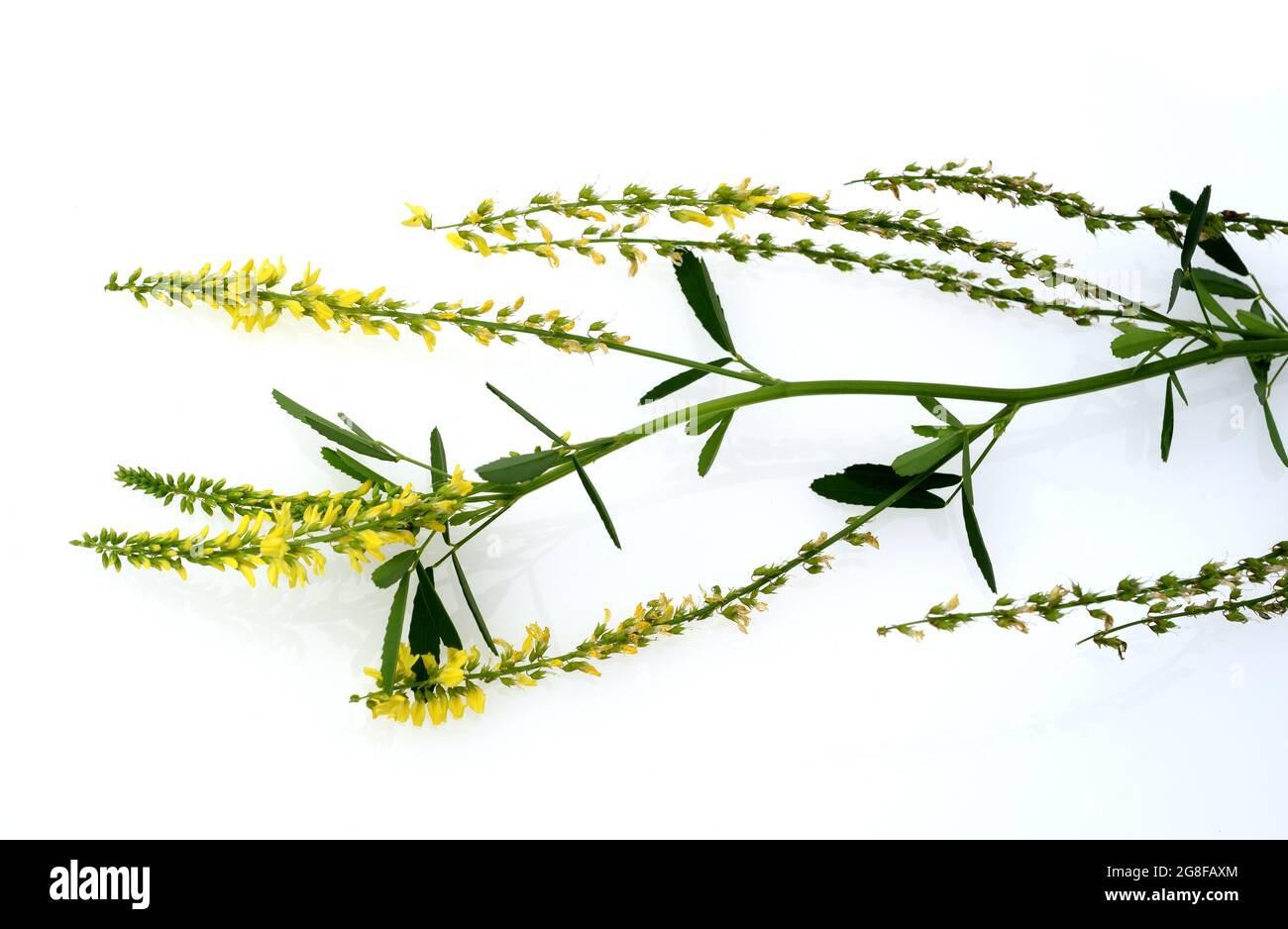 Steinklee, Melilotus officinalis, ist eine wichtige Heil- und Medizinalpflanze und mit weissen oder gelben Bluten. Süßes Klee, Melilotus officinal Stockfoto