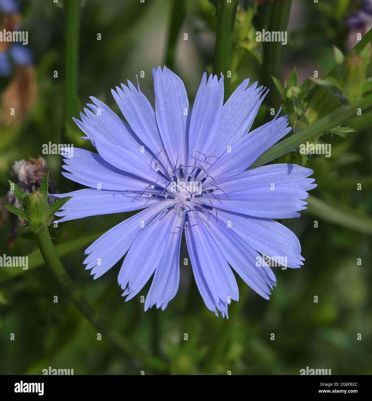 , Wegwarte Cichorium intybus, ist eine Wild- und Heilpflanze mit blauen Blueten. Die blueten sind essbar. Chicorée, Cichorium intybus, ist ein wildes und Med Stockfoto