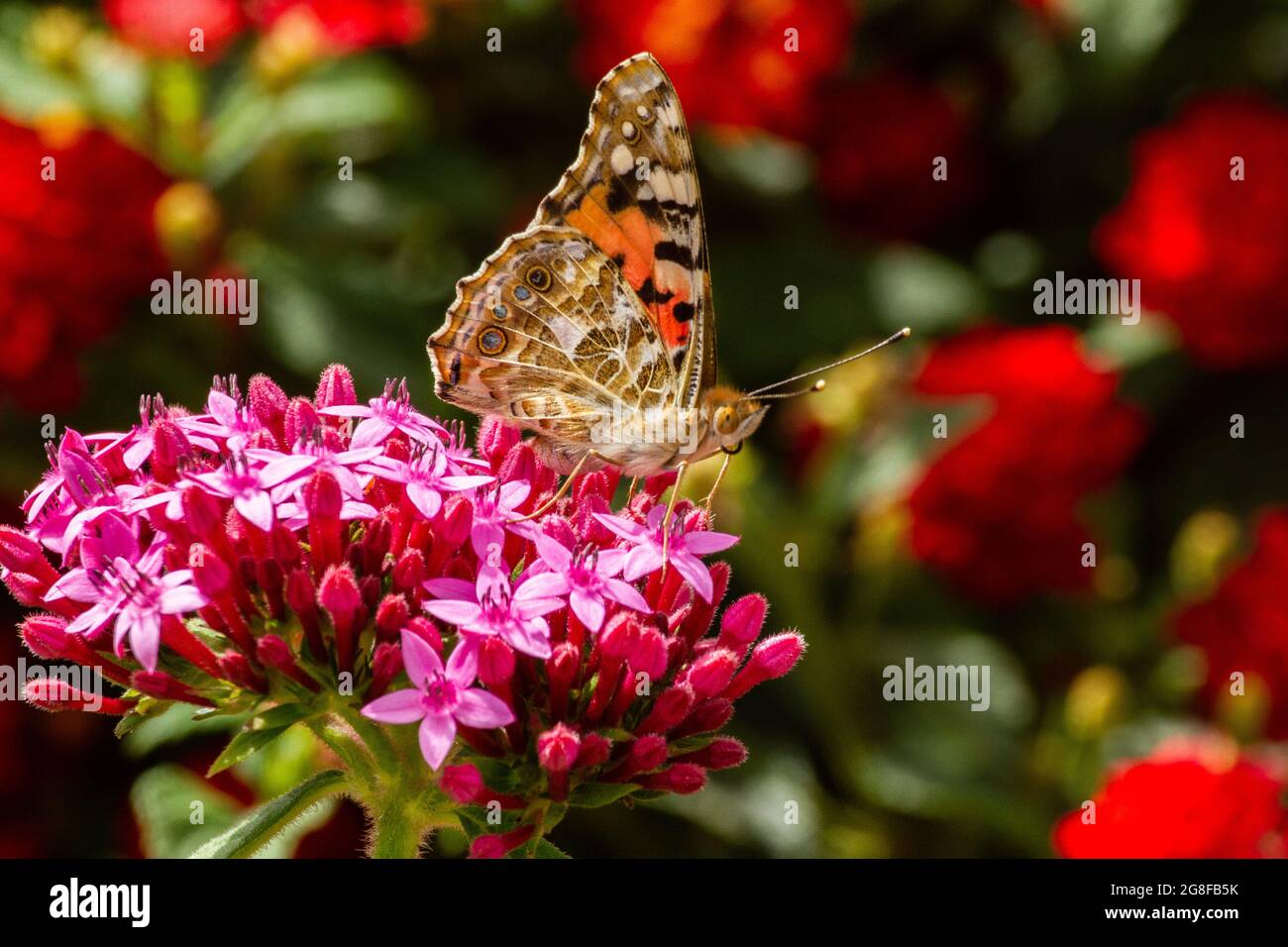 Schmetterling gemalte Dame (Vanessa cardui) Schmetterling saugt Nektar aus einer Blume Stockfoto