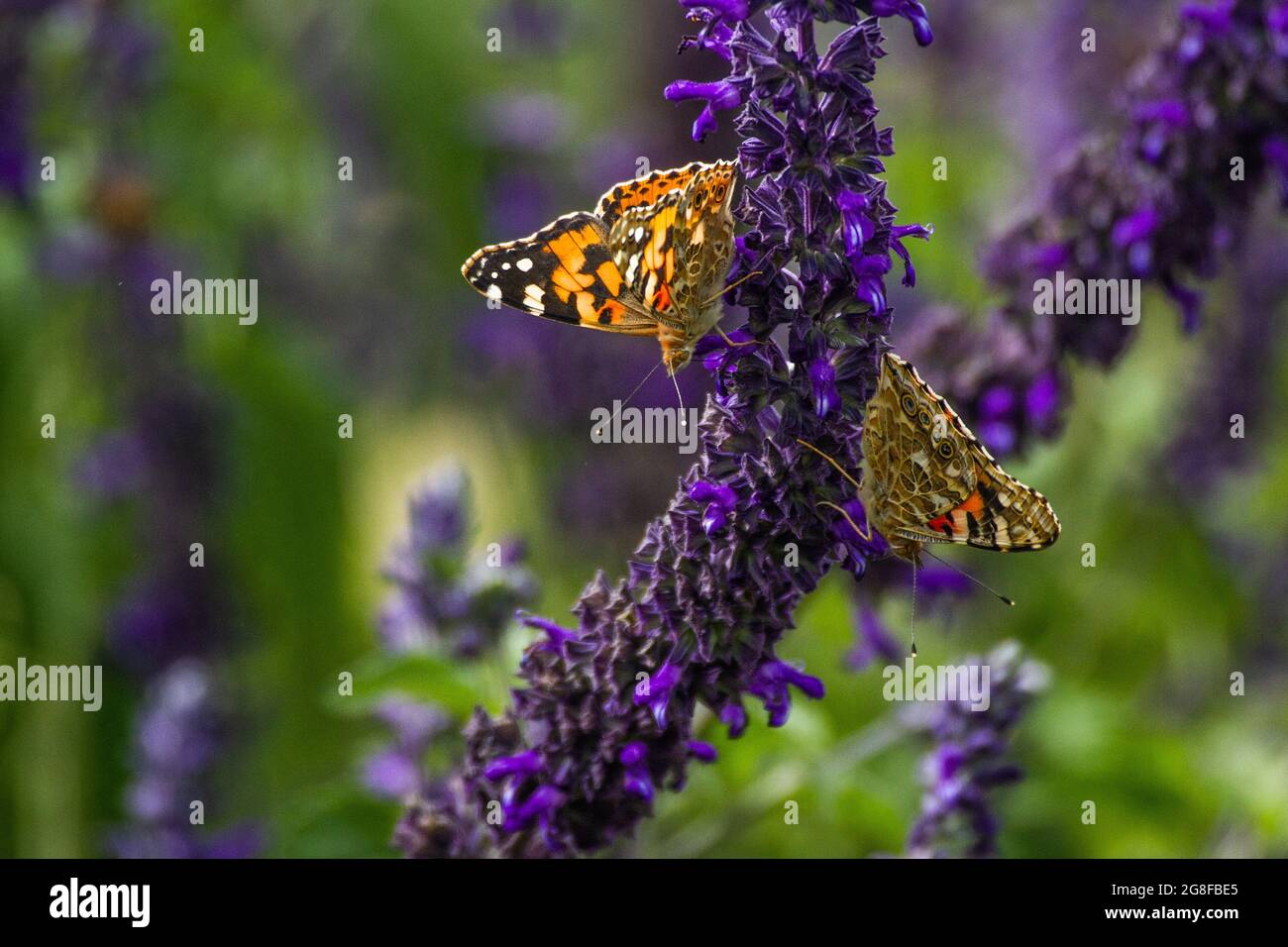 Schmetterling gemalte Dame (Vanessa cardui) Schmetterling saugt Nektar aus einer Blume Stockfoto