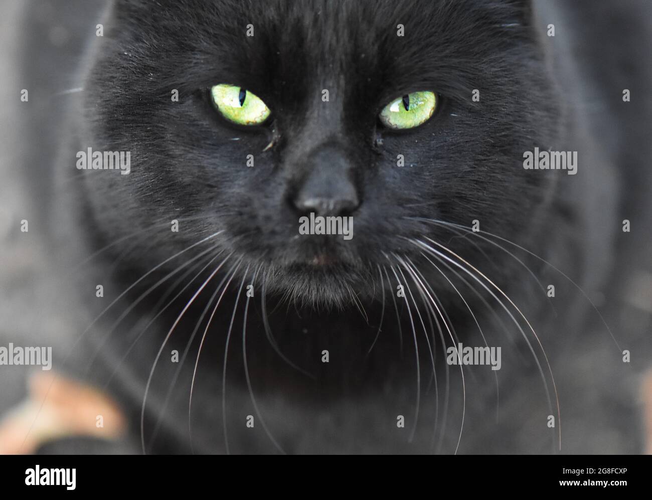 Nahaufnahme Einer Flauschigen Schwarzen Katze Mit Grunen Augen Stockfotografie Alamy