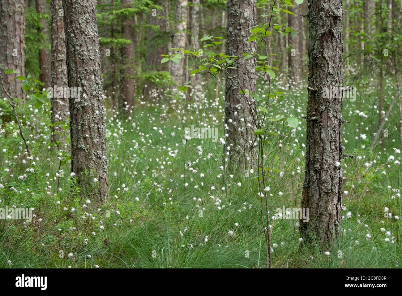 Hohes Frühlingsgras und weiße Blumen in einem Schattenwald. Stockfoto