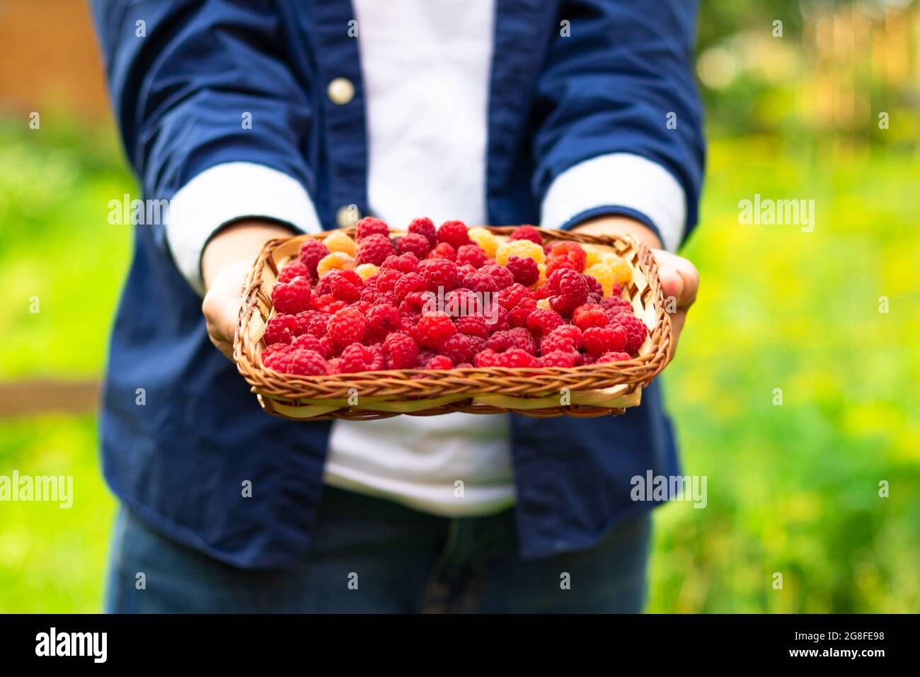 Die Hände der Frauen halten vorsichtig einen Korb mit frisch duftenden Himbeeren auf einem Hintergrund aus grünem Laub. Selektiver Fokus. Nahaufnahme Stockfoto