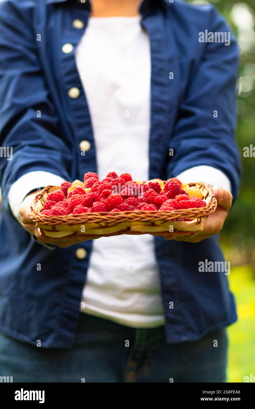 Die Hände der Frauen halten vorsichtig einen Korb mit frisch duftenden Himbeeren auf einem Hintergrund aus grünem Laub. Selektiver Fokus. Nahaufnahme Stockfoto